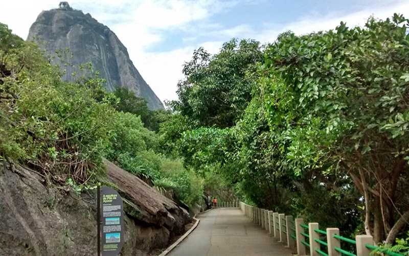 Aves e Árvores: Visita à Pista Claudio Coutinho no Morro da Urca (RJ):  paraíso do Tiê-Sangue e outras aves