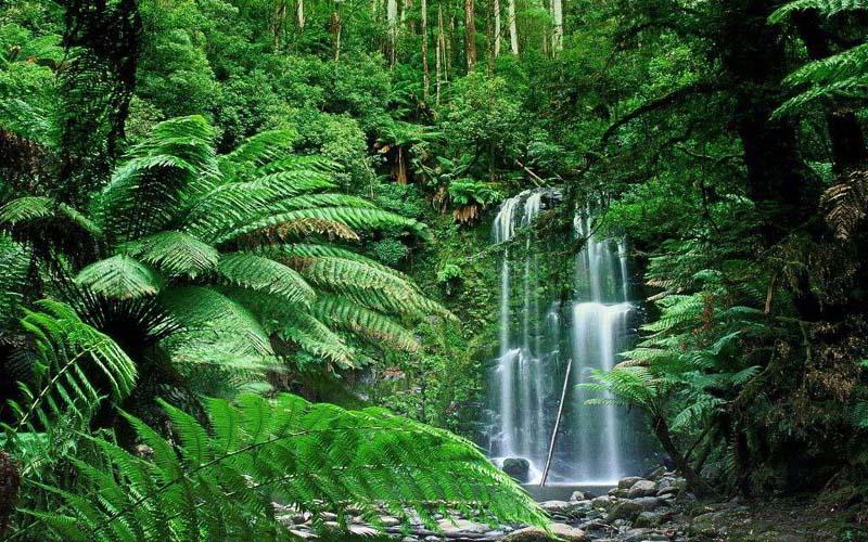 Pesquisadores do JBRJ descobrem novas espécies da flora colombiana