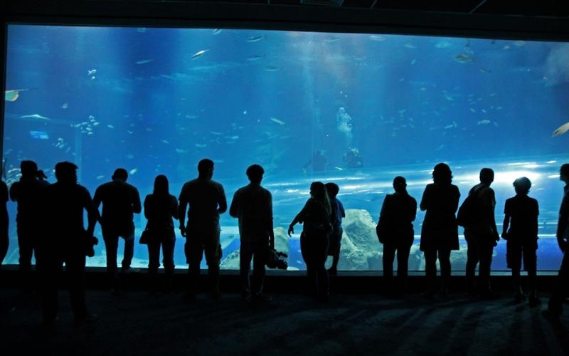 AquaRio, BioParque do Rio e Paineiras Corcovado têm combos com descontos nas férias