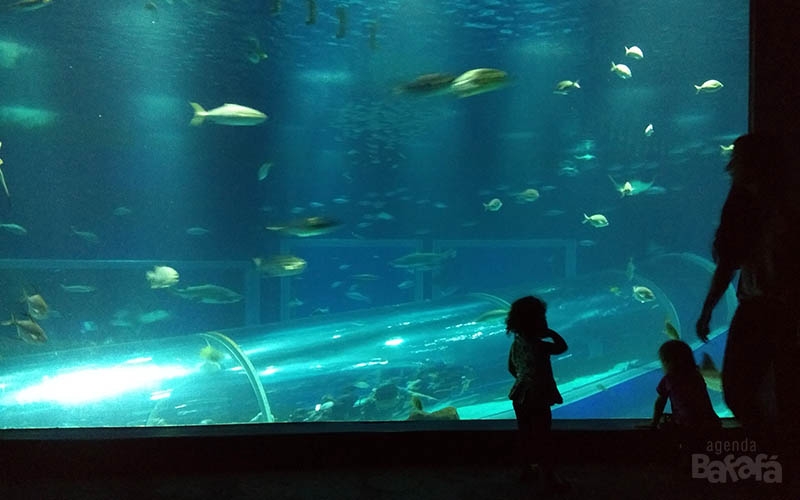 AquaRio, BioParque do Rio e Paineiras Corcovado tem programação especial na Semana da Pessoa com Deficiência