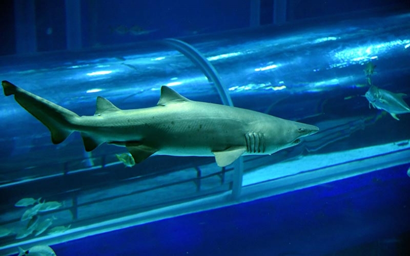 AquaRio realiza a terceira edição da Shark Week