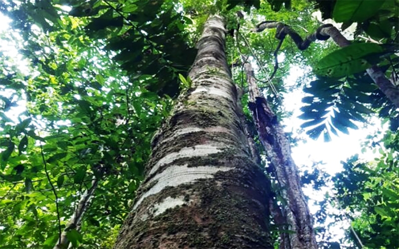 Árvore é redescoberta na Amazônia depois de 86 anos por pesquisadores do Jardim Botânico do Rio
