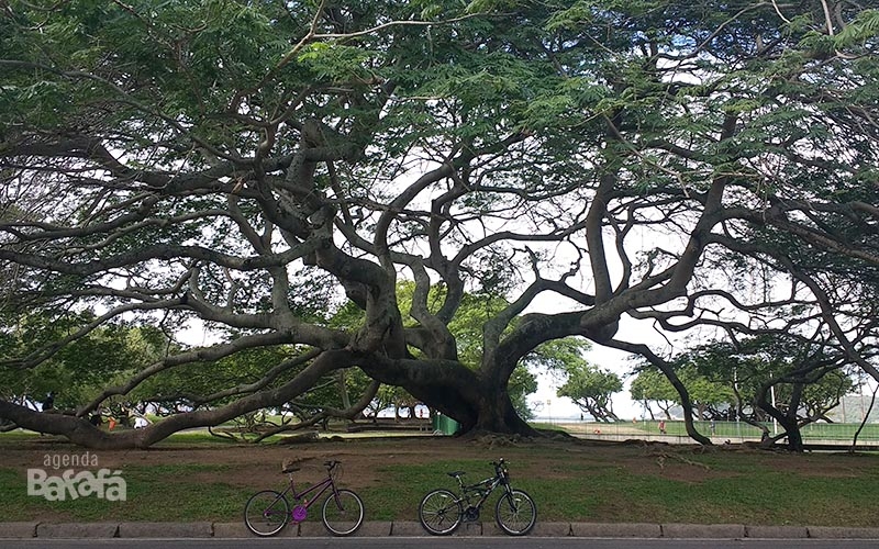 Parque do Flamengo: o jardim com mais de 15 mil árvores em cenários incríveis de Burle Marx