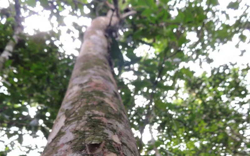 Pesquisadores do Jardim Botânico do Rio descobrem, em Maricá, árvore única no mundo