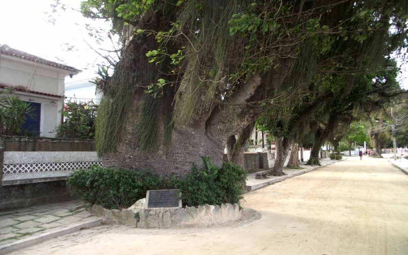 Maria Gorda, baobá em Paquetá plantado em 1627, dá sorte eterna se for cuidado com carinho