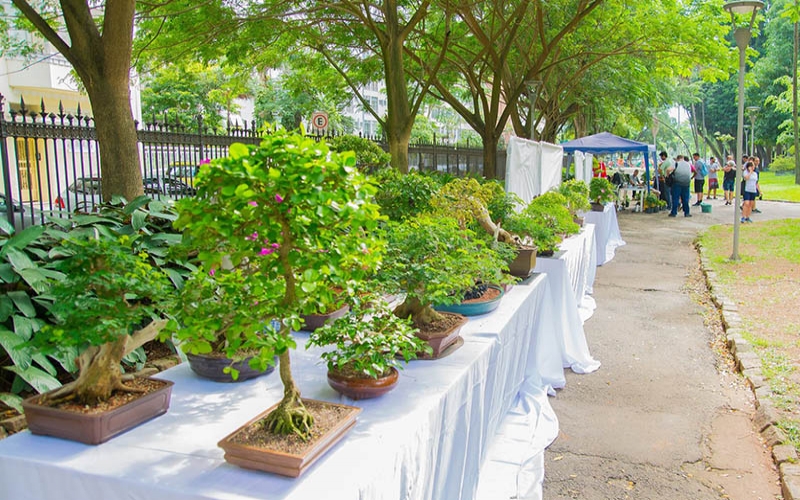 Exposição, vendas e mini cursos de bonsai no Palácio do Catete