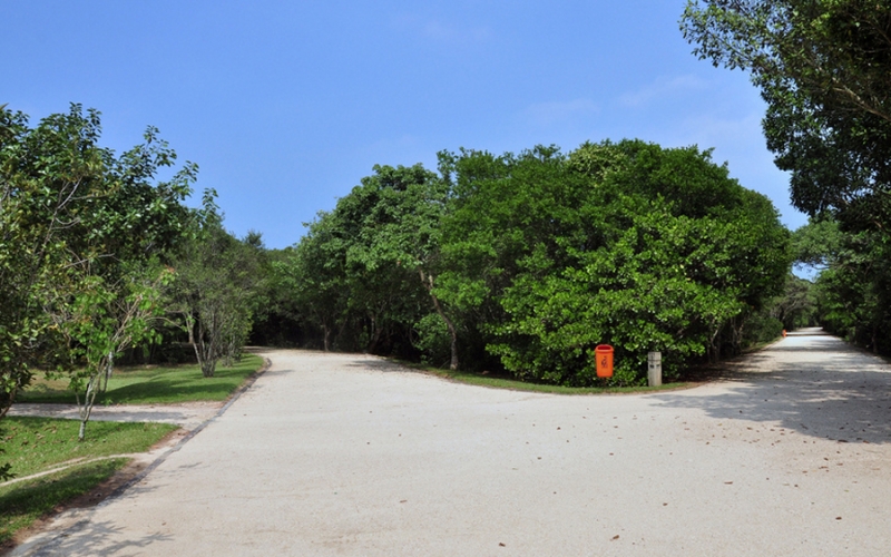 Bosque da Barra: aves, borboletas, capivaras, saguis, bicho preguiça e jacarés-de-papo-amarelo