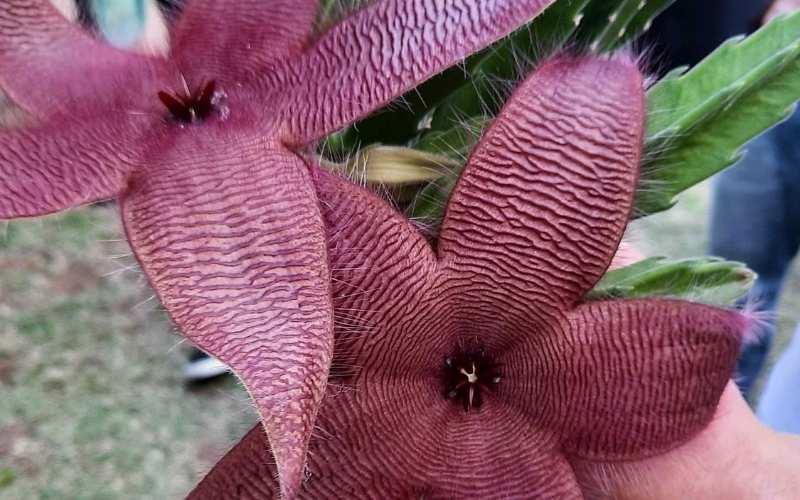 Jardim Botânico do Rio lança a Trilha das Plantas Misteriosas no Dia das Bruxas