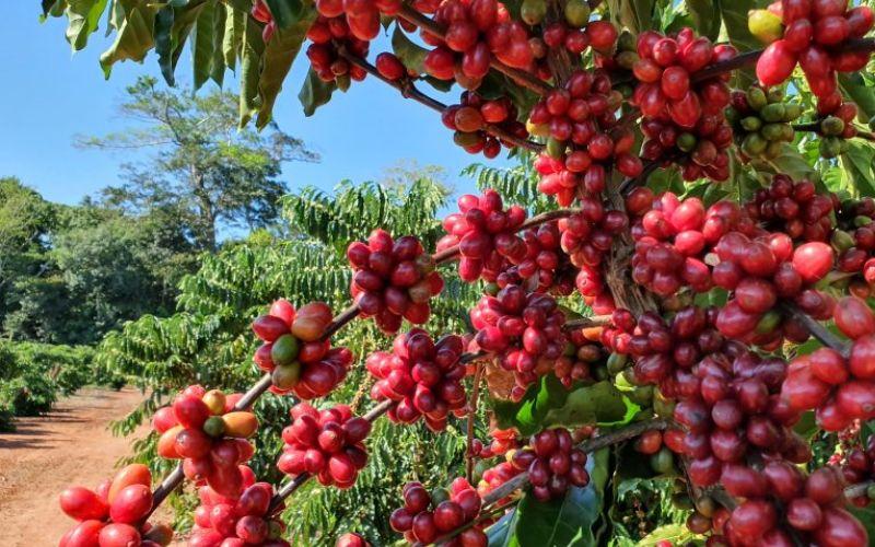 Estudo da UFF aponta potencial do café amazônico contra células de câncer de próstata
