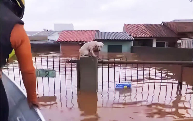 Resgate heroico: 3,5 mil animais ilhados na chuva são salvos no RS, abrigos estão superlotados