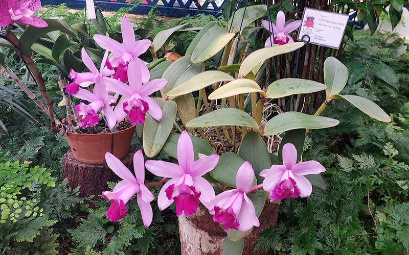 Exposição Orquídeas na Primavera no Jardim Botânico