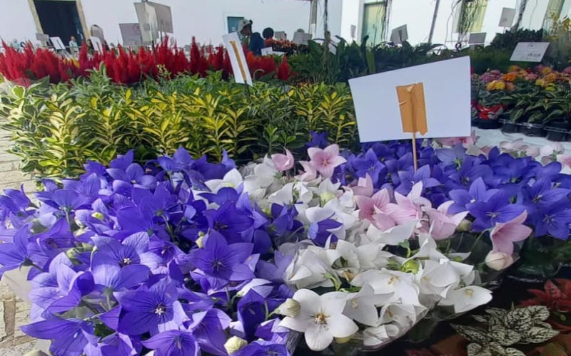 11ª Expo Verde e Flor de Holambra em São Pedro da Aldeia