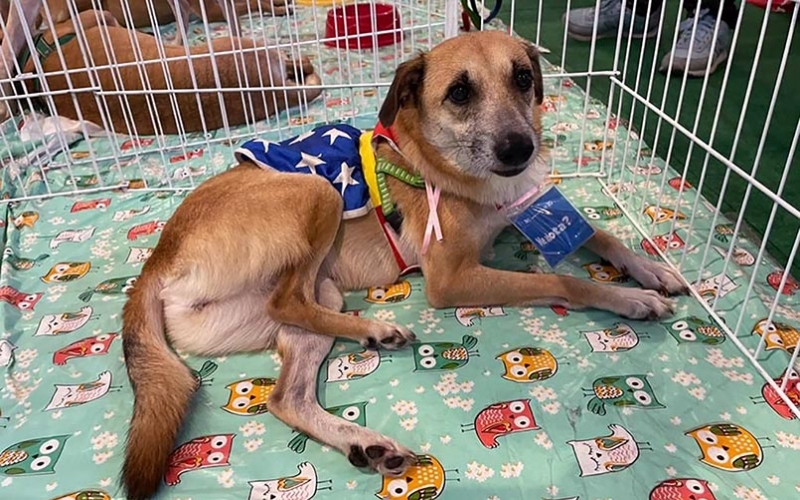 Adote um animalzinho na Feira de Adoção RJPET no Bangu Shopping