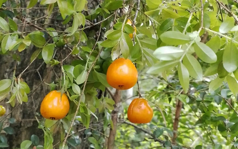 Descobertas duas espécies de árvores frutíferas em áreas de Mata Atlântica no Estado do Rio de Janeiro