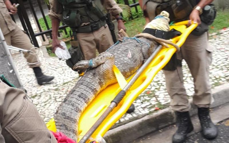 Jacaré de 100 kg resgatado num condomínio da Barra é devolvido à natureza