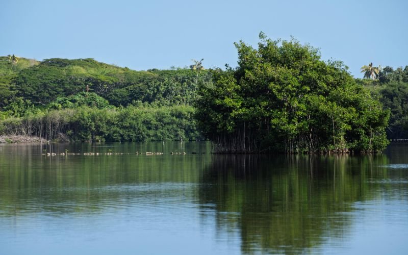 MP pede a suspensão de obra que prevê derrubada de 900 árvores em Jacarepaguá