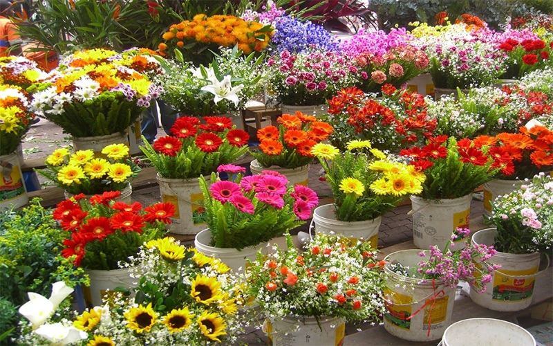 Mercado de Flores do CADEG: o melhor lugar para comprar flores no Rio de Janeiro