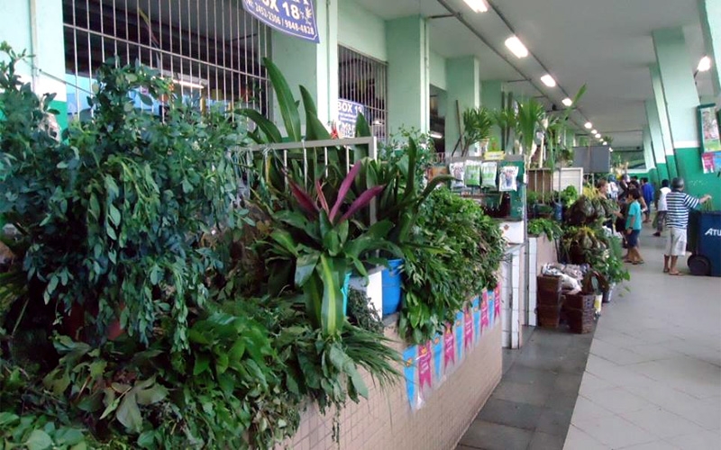 Mercado de Ervas do Mercadão, mais de 300 plantas para uso medicinal, místico e religioso
