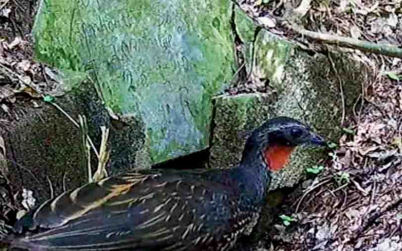 Câmeras especiais registram duas espécies inéditas no Parque Natural Municipal de Niterói