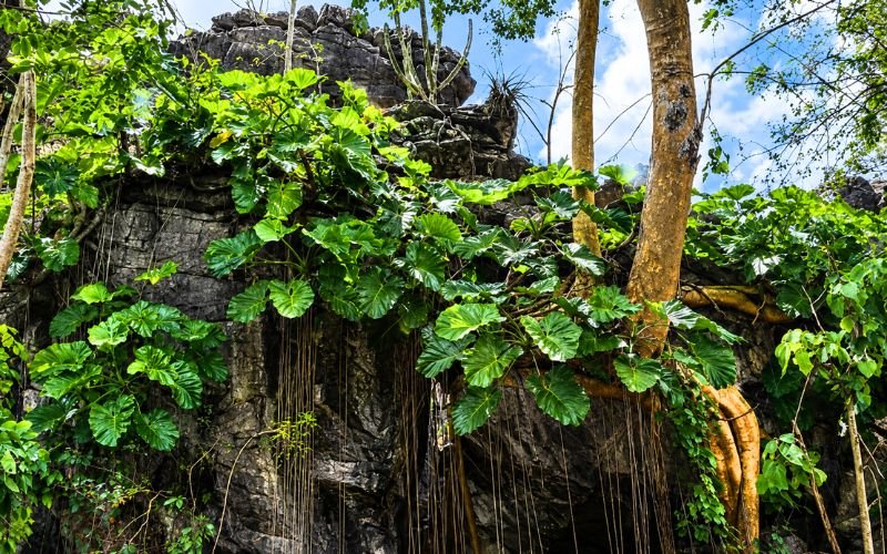 Pesquisadores do Jardim Botânico descobrem nova espécie de planta no Cerrado baiano