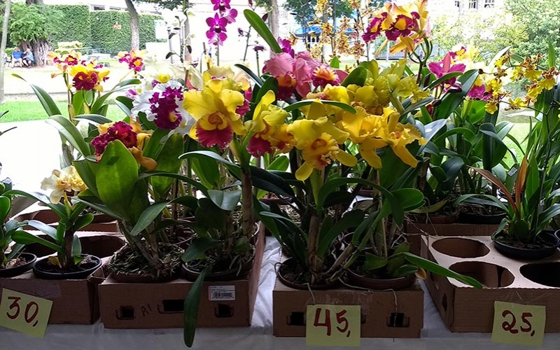 Orquídeas no Museu da República