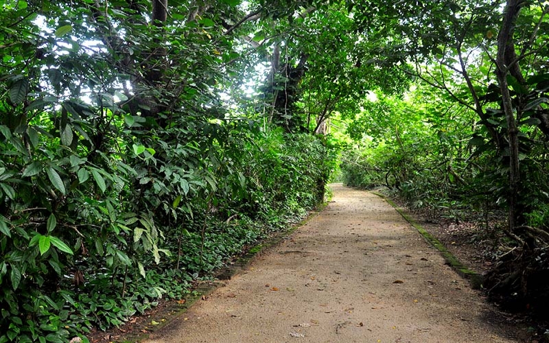 Parque de Marapendi conserva ecossistemas de restinga e manguezais