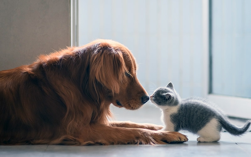 Pets, o novo espaço da Agenda Bafafá com novidades e dicas para seus animais de estimação