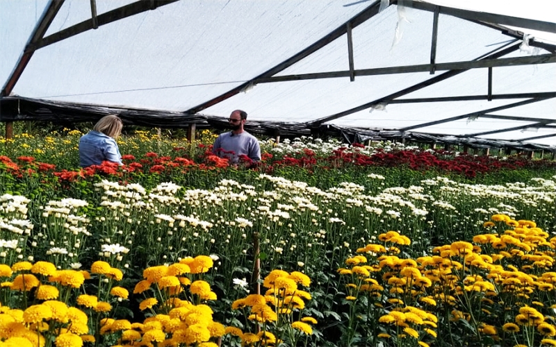 EMATER concede linha de crédito para produtores de flores do estado do Rio