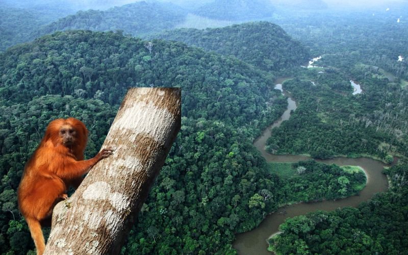 Reserva Biológica Poço das Antas chega aos 52 anos com foco na proteção do mico-leão-dourado
