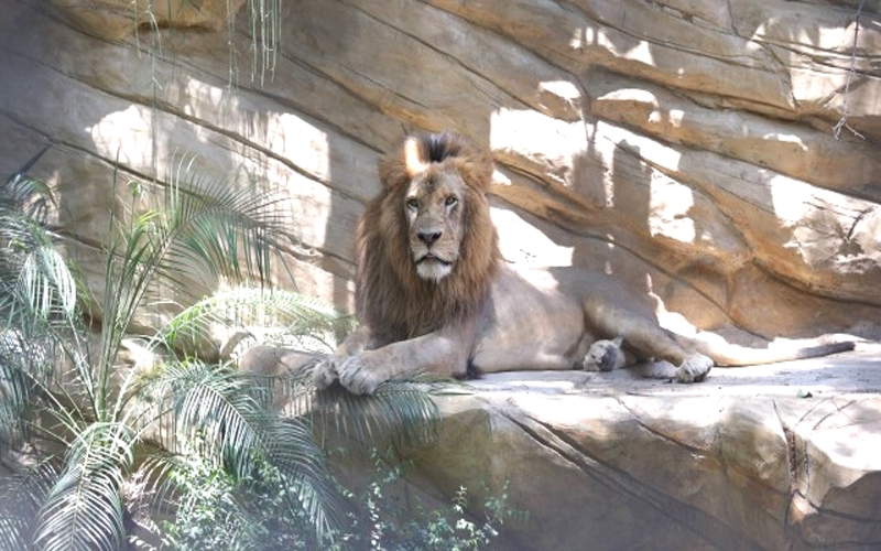 Jardim Zoológico reabre revitalizado e modernizado