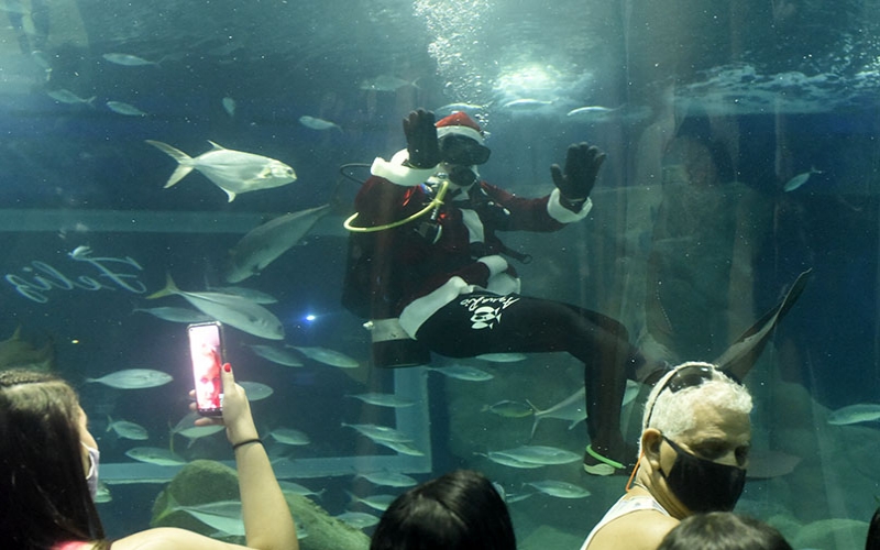 Natal do AquaRio tem Papai Noel mergulhando com tubarões de 21 a 25 de dezembro