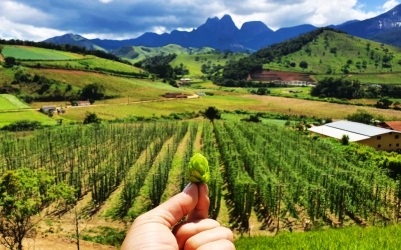 Teresópolis, a capital nacional do Lúpulo, tem projeto inovador de plantio