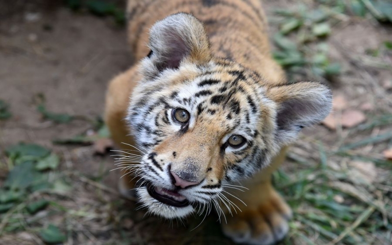 Tigre testa positivo para COVID-19 no Zoológico de Nova Iorque