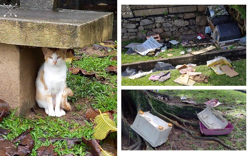 Voluntários da Fla.Gato denunciam vandalismo com os gatos do Parque do Flamengo e pedem ajuda