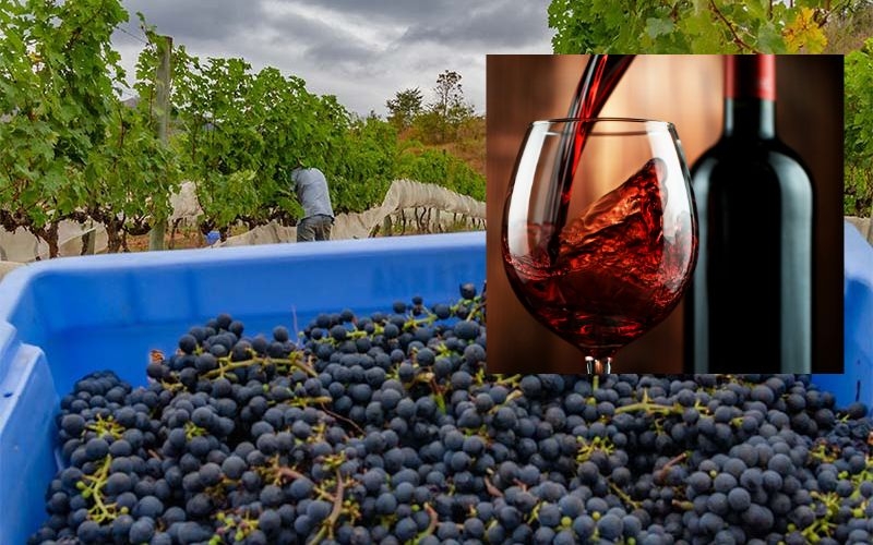 Visita a vinícola e degustação de vinhos em Paraíba do Sul